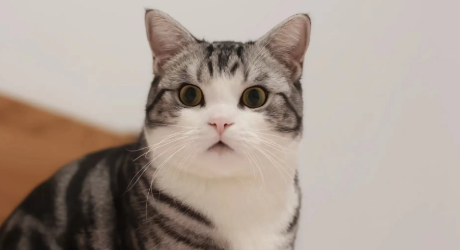 幼儿园学英语的天天